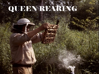 Queen Rearing Powerpoint